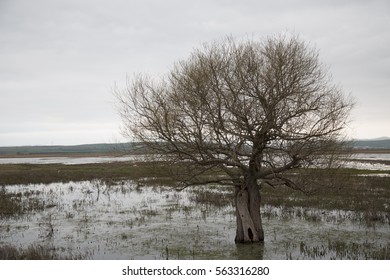  the tree is in the water