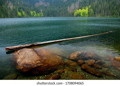 Tree In The Water Black Lake, Sumava