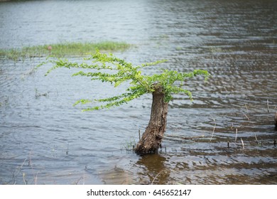 Tree in the water, Tree in the water when the wind blows.
