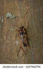 Tree Weta insect endemic to New Zealand