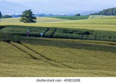 tree and a wheat field