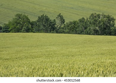 tree and a wheat field