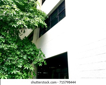 tree and white building