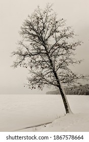 Tree In White At Higgins Lake Michigan USA