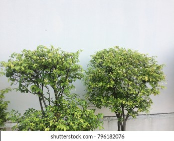 Tree and white wall.