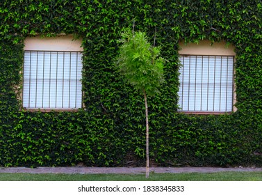 The tree and the white windows