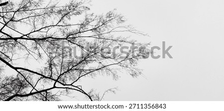 A tree whose leaves have dried up, leaving almost no leaves, completely dried up