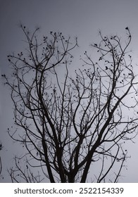 a tree whose leaves have fallen and the sky is visible