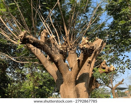 A tree whose trunk is partially cut to be trimmed
