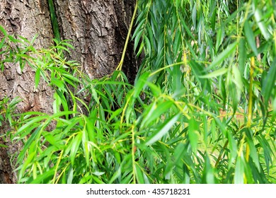 Tree, Willow Tree, Close Up, Nature, Leaves, Green, Bark, Wallpaper, Abstract, Trees, Willow, Mature, Old