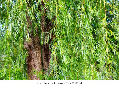 Tree, Willow Tree, Close Up, Nature, Leaves, Green, Bark, Wallpaper, Abstract, Trees, Willow, Mature, Old