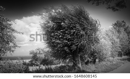 Similar – Image, Stock Photo maverick Tree Heathland