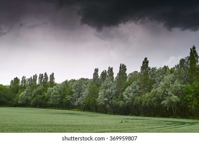 A Tree Windbreak Next To A Wheat Field On A Stormy Day                      