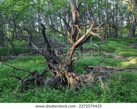 tree, winding, trail, moss, woods