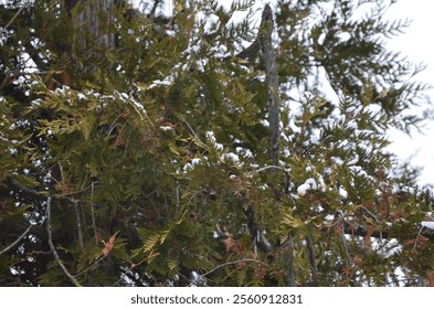 A tree in the winter for the background.