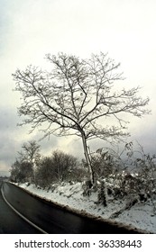 Tree in winter close to the road