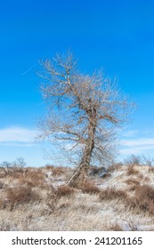 Tree in a winter field 