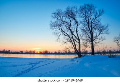 Tree In Winter Morning Dawn Landscape