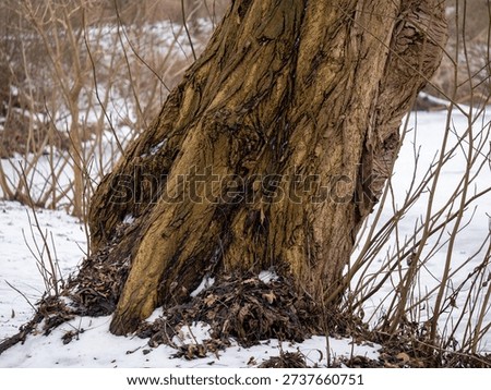 Tree in a winter snowed in park