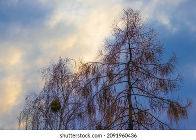 Tree, Winter Without Snow, Nature, Sky