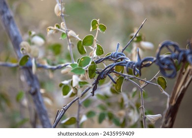 A tree with a wire wrapped around it. The wire is twisted and bent. The leaves are green and the branches are bare