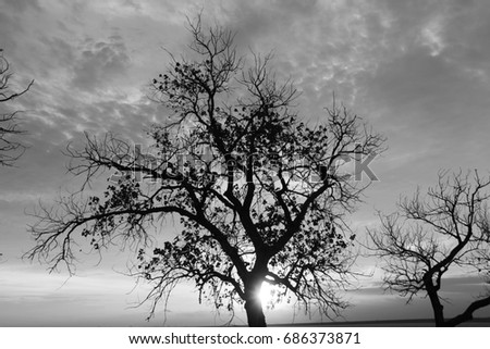 Similar – Image, Stock Photo Wind from right Tree Coast