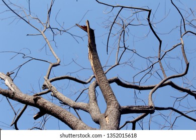 44,008 Wither Tree Images, Stock Photos & Vectors | Shutterstock