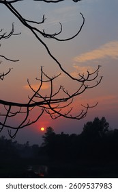 A tree withot leevs during Sunset 