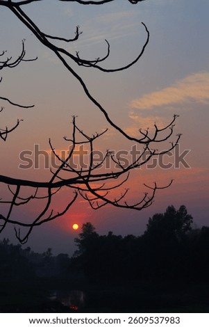 A tree withot leevs during Sunset 