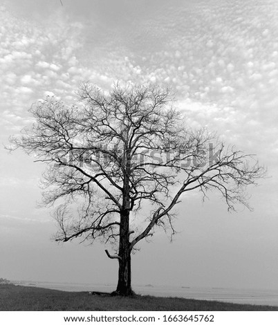 Similar – Image, Stock Photo Wind from right Tree Coast