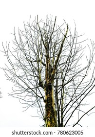 Tree without leaf in the winter time. White background.