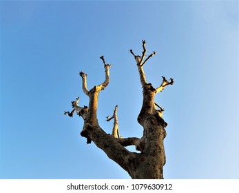 Tree without leafs, Rimini