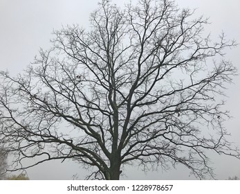 tree without leaves