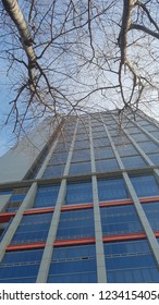 tree without leaves