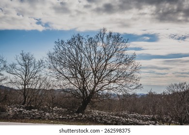 tree without leaves