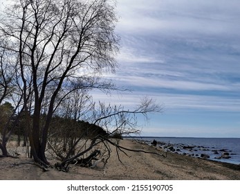 A Tree Without Leaves In Early Spring Growing On The Shore Of The Baltic Sea, People In Love Walk In The Distance