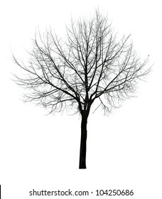 Branches Without Leaves Images, Stock Photos & Vectors | Shutterstock