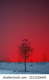 Tree Without Leaves On A Red Sky Background. Winter Scene, Illumination From The City. Light Pollution.