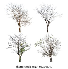 Tree Without Leaves On White Stock Photo 602648240 | Shutterstock