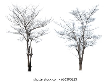 Tree Without Leaves On White Background Stock Photo 666390223 