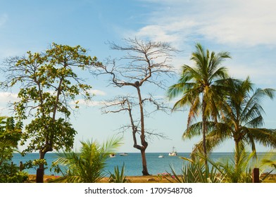 A tree without leaves surrounded by palm trees and another green tree at the beach. Some boats on the sea with aloudy blue sky.