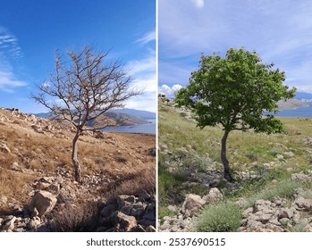 Tree with and without leeves