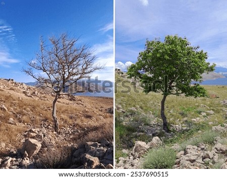 Tree with and without leeves