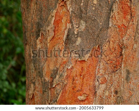 Tree wood peals ejecting closeup shop for nature refreshment concept.