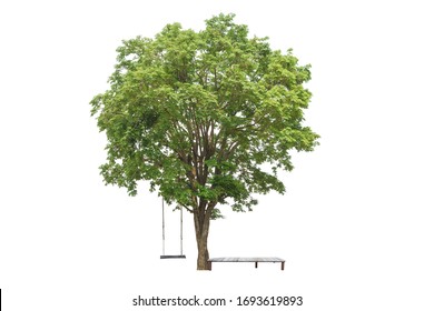 Tree with wooden swing hanging isolated on white background.