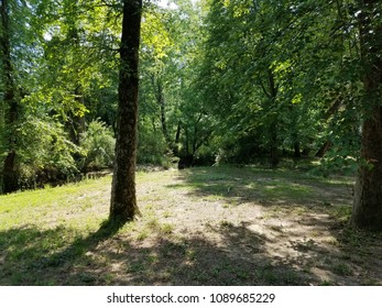 Tree in the Woods