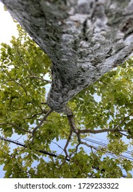 a tree in the woods - Shutterstock ID 1729233322