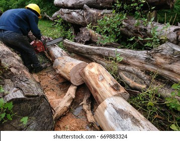 A tree worker cuts a tree log into various equal size pieces using a chainsaw. They are to be used as landscape material. 