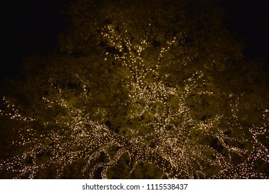 Tree Wrapped in Lights