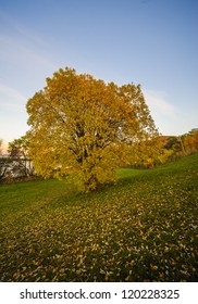 the tree with yellow leafs